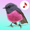 Bird Songs: Ringtones Bird Songs: Ringtones for Android mobile version